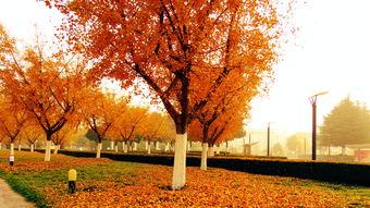 落叶归根的图片,自然轮回的美丽瞬间