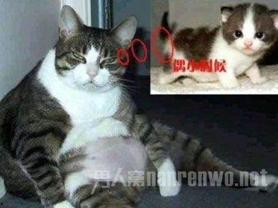 搞笑配音我要投降,我要投降的滑稽瞬间